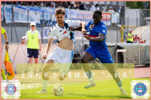 全球虾农为何青睐国产“三剑客”龙虾？